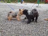 RENCONTRE ENTRE CHIENS 167